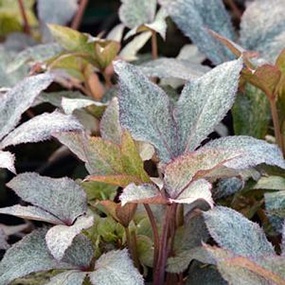 Helleborus a. 'Snow Fever'