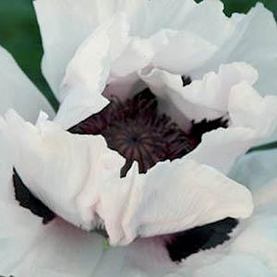 Papaver o. 'Snow Goose'