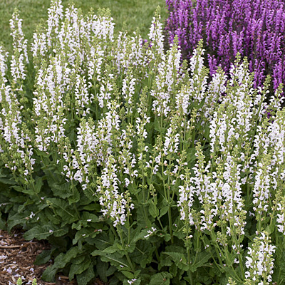 Salvia n. 'Snow Kiss'