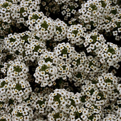 Alyssum 'Snow Princess'