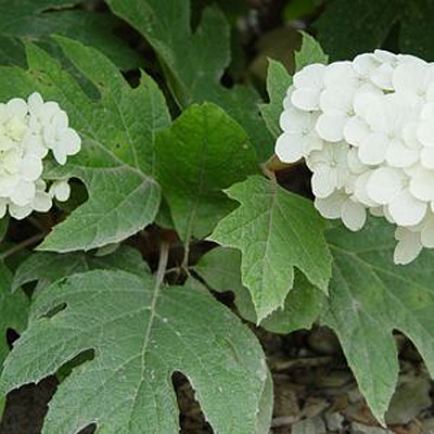Hydrangea q. 'Snow Queen'