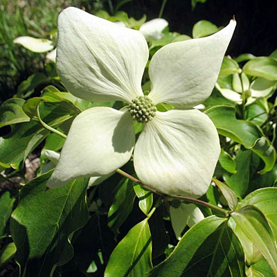 Cornus k. 'Snow Tower'