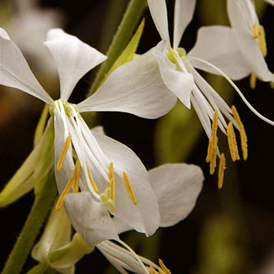 Gaura l. 'So White'