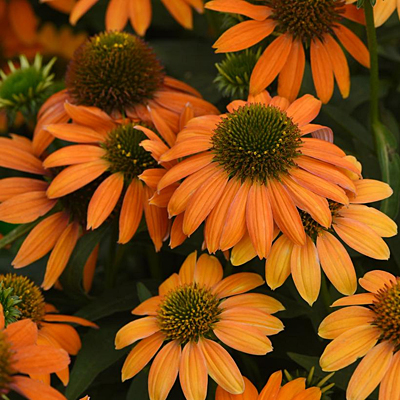 Echinacea x 'Artisan Soft Orange'