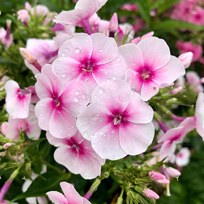 Phlox p. 'Volcano Soft Pink with Dark Eye'