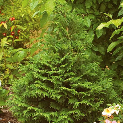 Chamaecyparis p. 'Soft Serve'