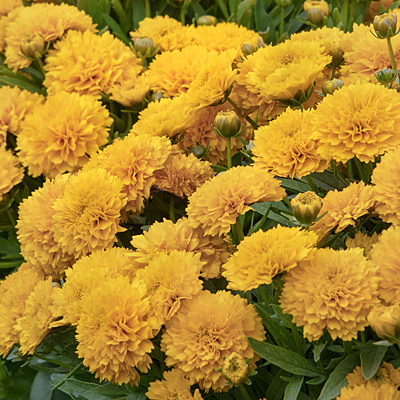Coreopsis g. 'Solanna Golden Sphere'