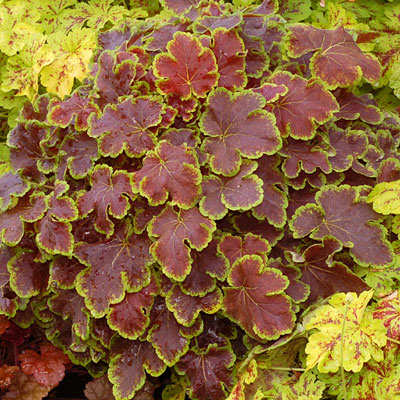 Heucherella 'Solar Eclipse'