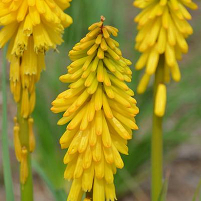 Kniphofia x 'Solar Flare'