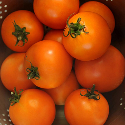 Tomato 'Solar Power'