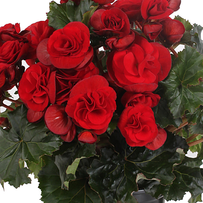 solenia begonia