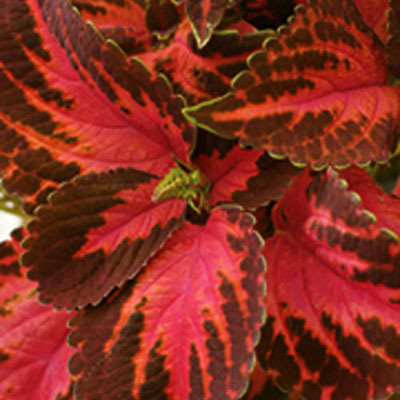 Coleus 'ColorBlaze Kingswood Torch'