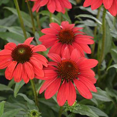 Echinacea p. 'Sombrero Baja Burgundy'