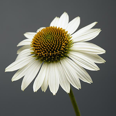 Echinacea p. 'Sombrero Blanco'