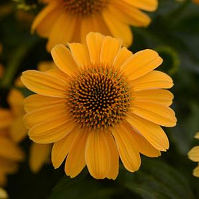Echinacea p. 'Sombrero Granada Gold'