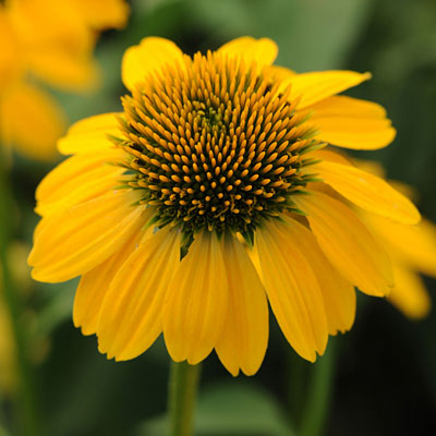 Echinacea p. 'Sombrero Lemon Yellow'