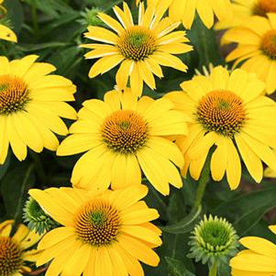 Echinacea p. 'Sombrero Lemon Yellow II'