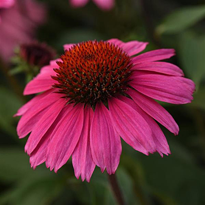 Echinacea p. 'Sombrero Rosada'
