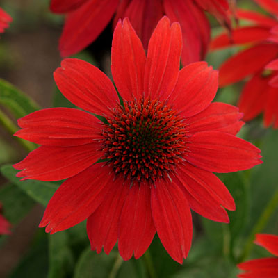 Echinacea p. 'Sombrero Salsa Red'