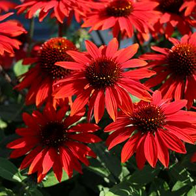 Echinacea p. 'Sombrero Sangrita'