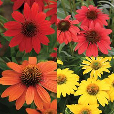 Echinacea p. 'Sombrero Swirl'