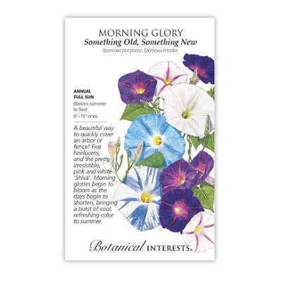 Seeds - BI Morning Glory Something Old/New