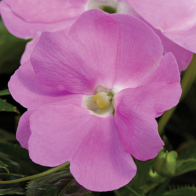Impatiens 'Sonic Light Lavender'