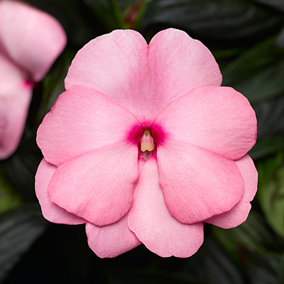 Impatiens 'Sonic Light Pink'