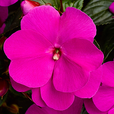 Impatiens 'Sonic Lilac'