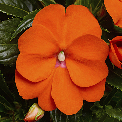 Impatiens 'Sonic Orange'
