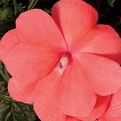 Impatiens 'Sonic Salmon'