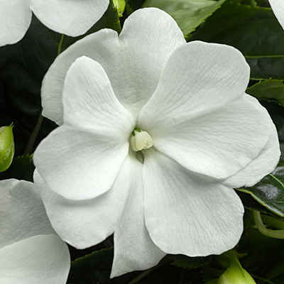 Impatiens 'Sonic White'