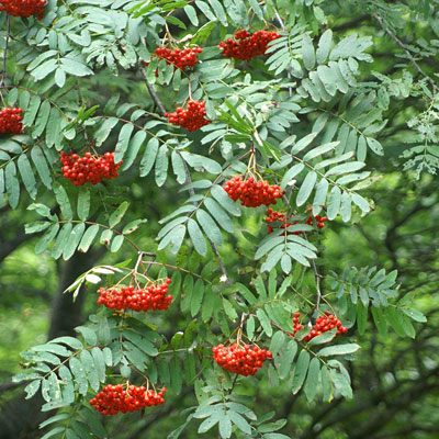 Sorbus aucuparia