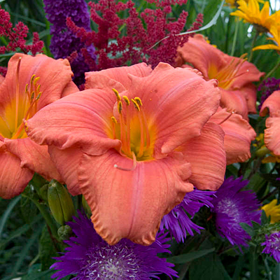 Hemerocallis 'South Seas'