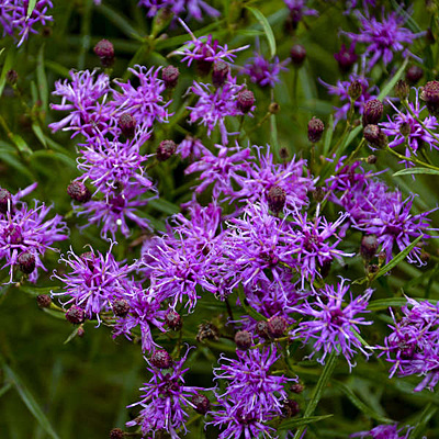 Vernonia 'Southern Cross'