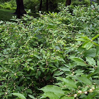 Ilex v. 'Southern Gentleman'