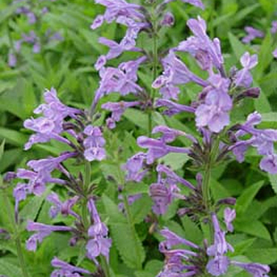 Nepeta sib. 'Souvenir d'Andre Chaudron'
