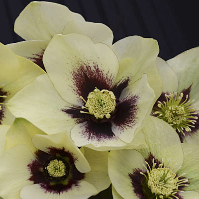 Helleborus x 'Spanish Flare'