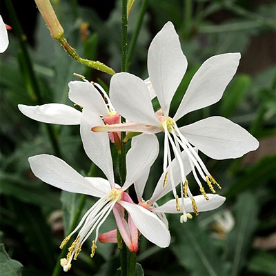 Gaura l. 'Sparkle White'