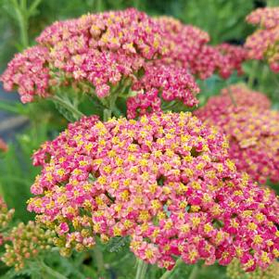 Achillea x 'Rainbow Sparkling Contrast'