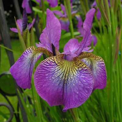 Iris s. 'Sparkling Rose'