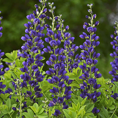 Baptisia x 'Sparkling Sapphires'