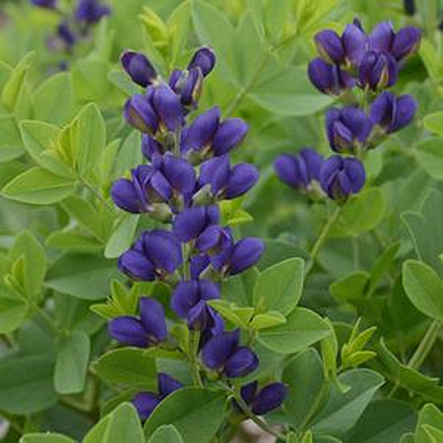 Baptisia x 'Decadence Sparkling Sapphires'