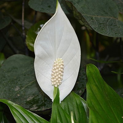 Spathiphyllum
