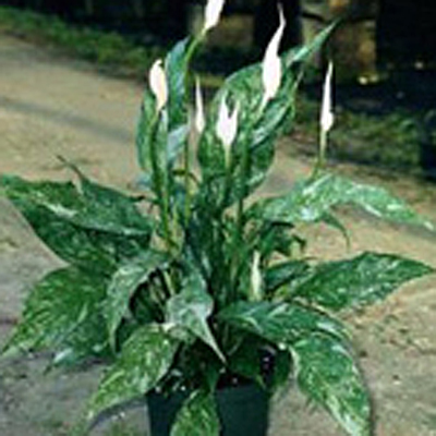 Spathiphyllum 'Domino'