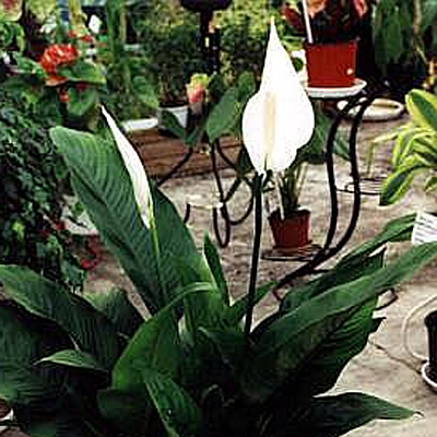 Spathiphyllum 'Sensation'