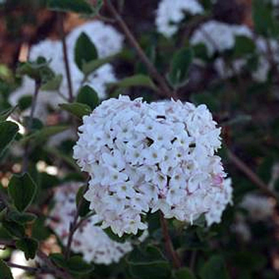 Viburnum c. 'Spice Baby'