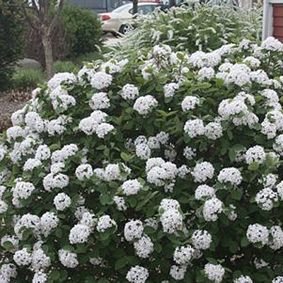 Viburnum c. 'Spice Island'