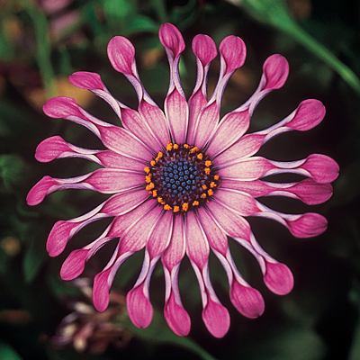 Osteospermum 'FlowerPower Spider Pink'