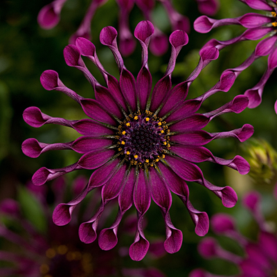 Osteospermum 'FlowerPower Spider Purple'